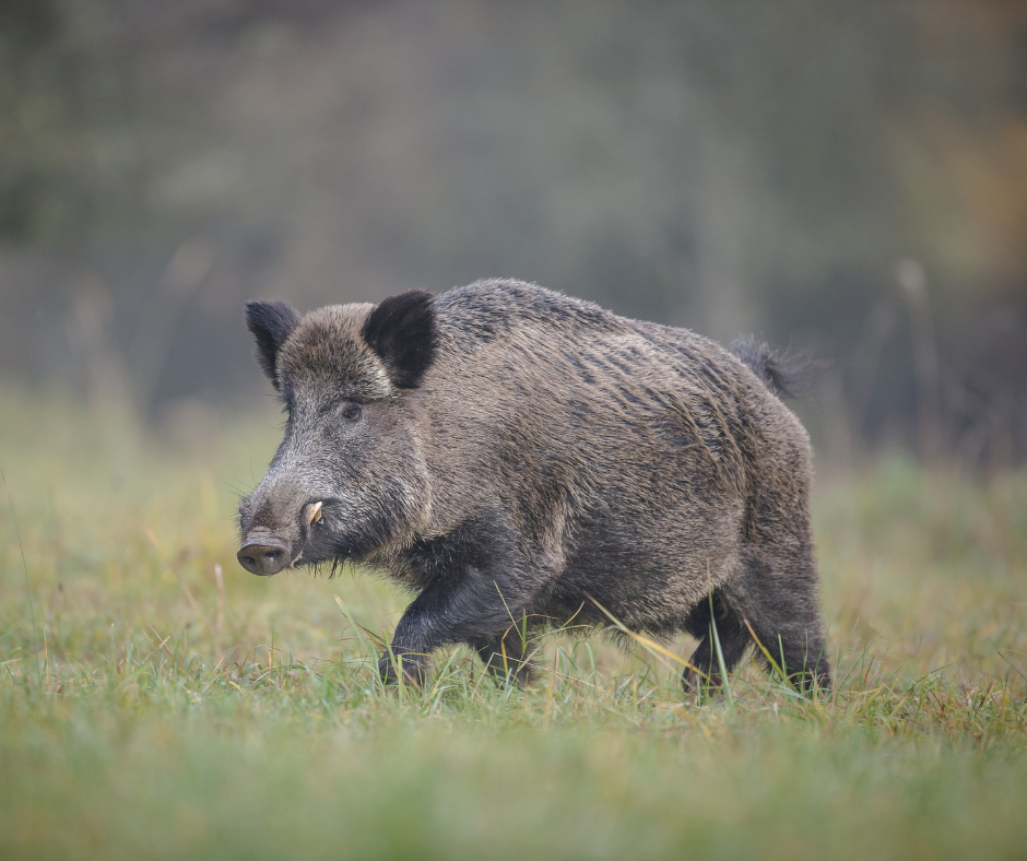 ENNAKKOTILAUS Savustettu villisian kinkku 63,90€/kg