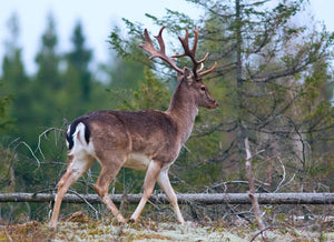 Puolikas Kuusipeura 43,90€/kg