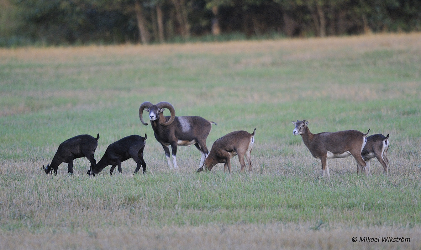 ENNAKKOTILAUS Savustettu muflonikaritsan viulu 79,90€/kg